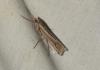 Ancylolomia tentaculella